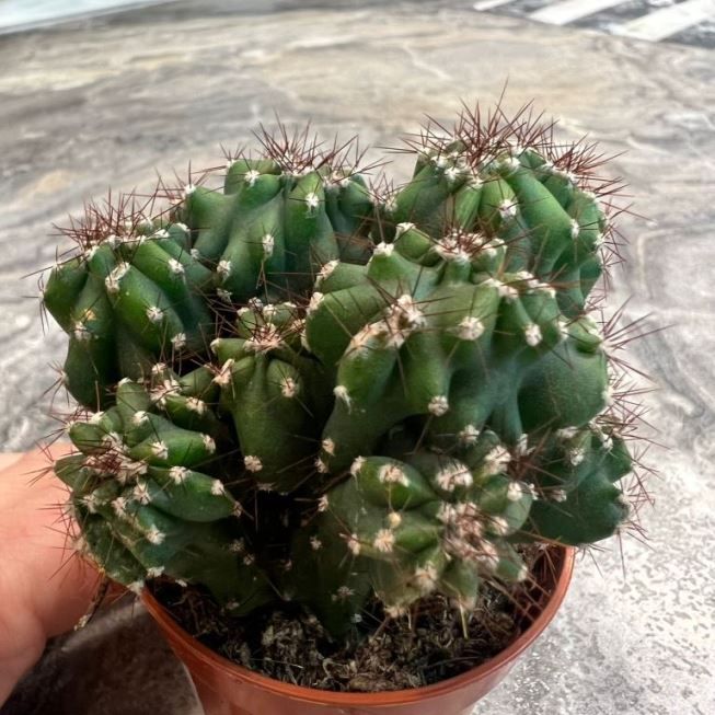 Растение Cereus PERUVIANUS monstrosus Цереус перуанский монстрозная форма 3